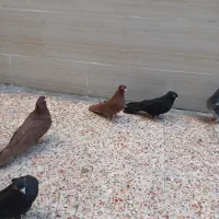 کبوتر صرب|پرنده|اهواز, کوی رمضان|دیوار