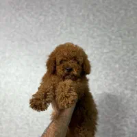 توی پودل دارک|سگ|تهران, گلستان (شهرک راه آهن)|دیوار