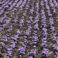 اصل  زعفران ،سرگل ،پوشال ،مستقیم از کشاورز ،ششتمد|عمده‌فروشی|سبزوار, شهرک اندیشه|دیوار