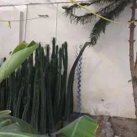 کاکتوس عمده|گل و گیاه طبیعی|خسروشاه, |دیوار