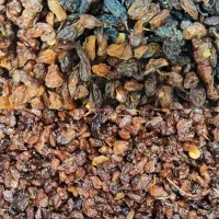 کشمش کاشمری پاک 155 و خرما ضایعات