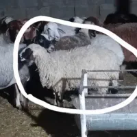 فروش دوراس گوسفند توقلی آبستن|حیوانات مزرعه|شهر بابک, |دیوار