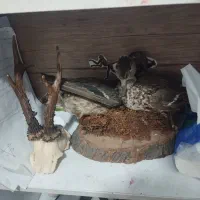 عروسک گچی پلیمری|صنایع دستی و سایر لوازم تزئینی|علیآباد کتول, |دیوار