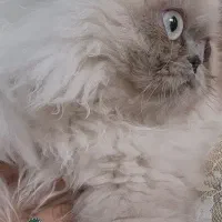 گربه هیمالین