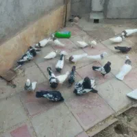 کبوتر|پرنده|کاشمر, |دیوار