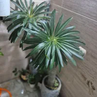 نخل ماداگاسکار معاوضه با