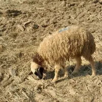 حمیدیه|حیوانات مزرعه|حمیدیه, |دیوار