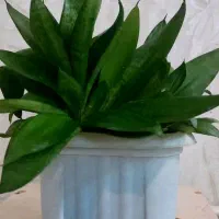 تعدادی گل طبیعی آپارتمانی|گل و گیاه طبیعی|کرمانشاه, |دیوار