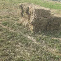 یونجه خالص