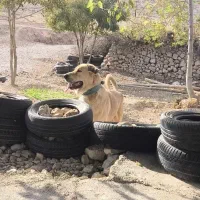 واگذاری پژدر