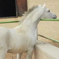 نریان کرد 7 ساله سفید