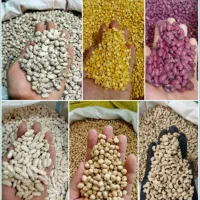 پخش  حبوبات  تعاونی