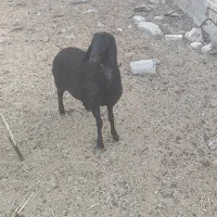 یک راس بره ماده