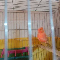 قناری ماده اماده اماده