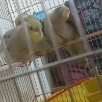 فروش سه عدد جوجه عروس هلندی دوماه|پرنده|سیرجان, |دیوار