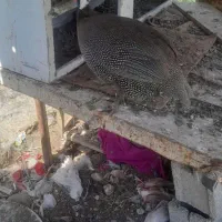 مرغ شاخدار