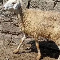 سلام|حیوانات مزرعه|پارس‌آباد, |دیوار