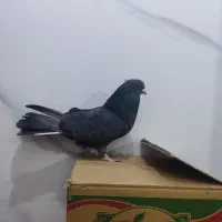 با سلام دوتا ماده سرور و یک نر زاغ آهنی درجه یک