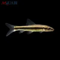 ماهی نظافتچی لجن خوار لوچ کفخوار / آکواریوم سانفیش|ماهی|زنجان, |دیوار