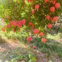 انار|خوردنی و آشامیدنی|کوهنانی, |دیوار