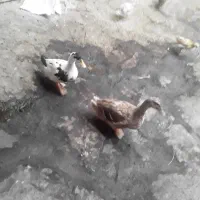 مرخ و سونه