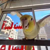 ۱جفت عروس هلندی مولد|پرنده|نسیم‌شهر, |دیوار