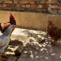 مرغ و خروس