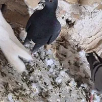 کبوتر|پرنده|اقبالیه, |دیوار