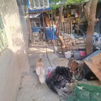 بوقلمون بالغ