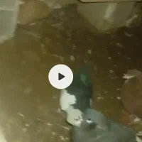کبوتر رنگی یا شهری