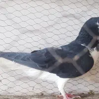 کبوتر خوشرنگ ماده