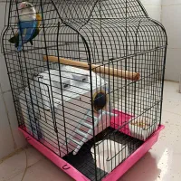 فروش دو عدد طوطی برزیلی مولد فقط نقدی|پرنده|صدرا-فارس, فاز ۱|دیوار