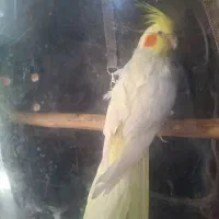 عروس هلندی