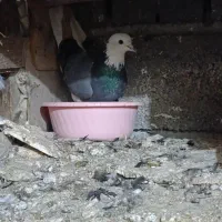 کبوتر|پرنده|گمیشان, |دیوار