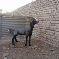 قوچ‌همو‌معاوضه‌بابره‌نر|حیوانات مزرعه|کاشان, دشت لتحر|دیوار