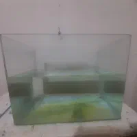 ۲عدد اکواریوم دونه ای ۲۵۰