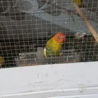 طوطی برزیلی|پرنده|سمنان, |دیوار