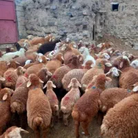 قوچ و بره نر ترکی