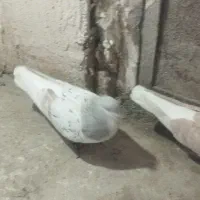 کبوتر جفت گاهی رنگه