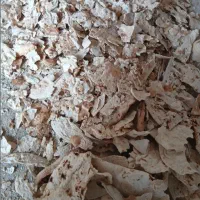 نان خشک تمیز بدون کپک