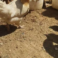 مرغ و جوجه