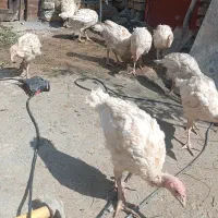 فروش فوری بوقلمون بدلیل عدم مکان مناسب