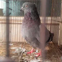 کفتر ماده سبز خطی|پرنده|قم, دروازه چوبی|دیوار