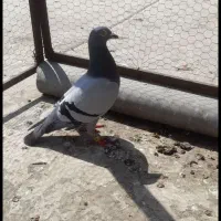 دوجفت عتیقه|پرنده|نیر (اردبیل), |دیوار