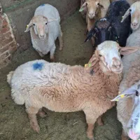 گوسفند چابک