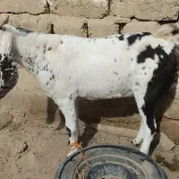 بزاصل پاکستانی|حیوانات مزرعه|زاهدان, |دیوار