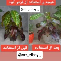 قرص کود|گل و گیاه طبیعی|سبزوار, هویزه|دیوار