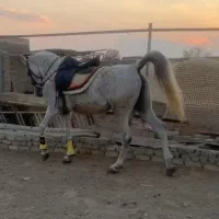 مادیون روزگاری|اسب و تجهیزات اسب‌سواری|کرج, شاهین‌ویلا|دیوار