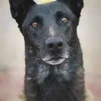 مالینویز توله