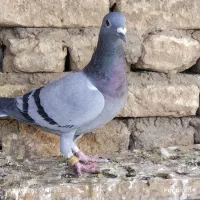 جوجه‌پلاکی‌ یکپر‌وهیچ‌پر‌|پرنده|سوسنگرد, |دیوار